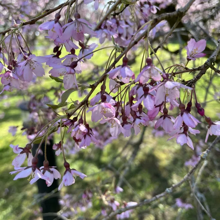 Keele Christopher Gallagher 12