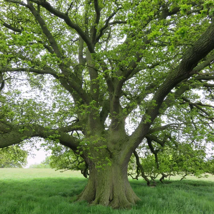 Ancient Oak, Chetwynd Deer Park