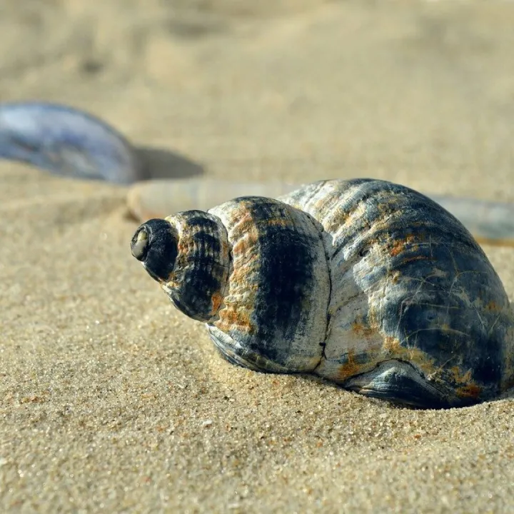 Shellfish, mollusc, casing, snail shell, spiral, shell spiral, crustaceans, sleeve, beach, nature, maritime, summer, was standing, vacation, to travel, texture, aquatic animals, coast, shell, hd background, sea animals, nature background