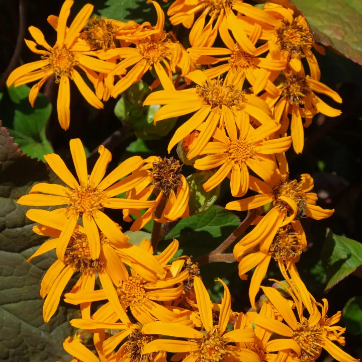 RR Orange Fire F7482