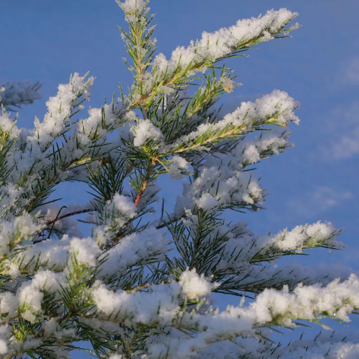 # After The Snow F8989