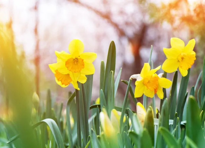 The yellow daffodil (Narcissus) blooming in the