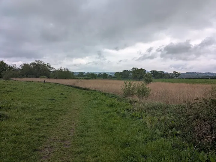 Reed Bed