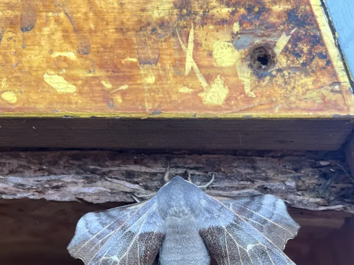 Moth