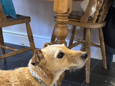 Found – DOG FOUND