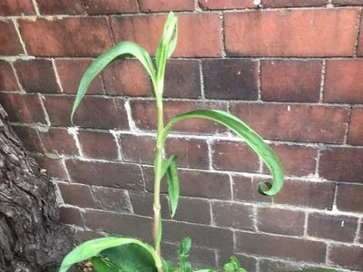 Items for sale
– Water Lilly and pond plant £ 10