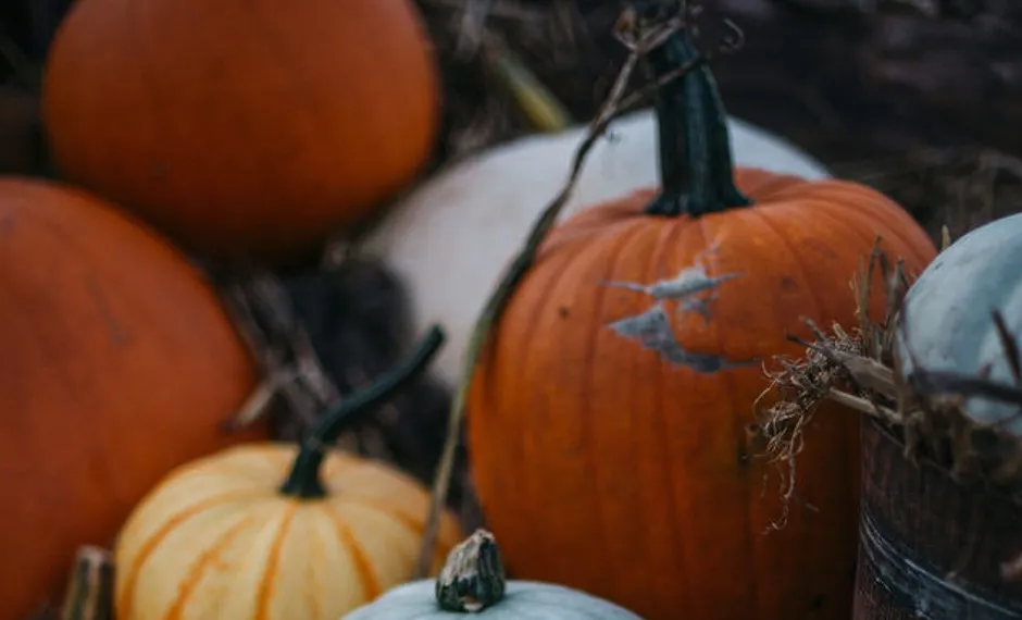 Mixed Harvest Pumpkins Display