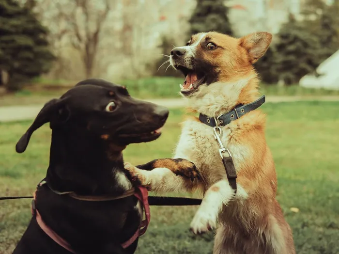 Two dogs playfully interacting in a park