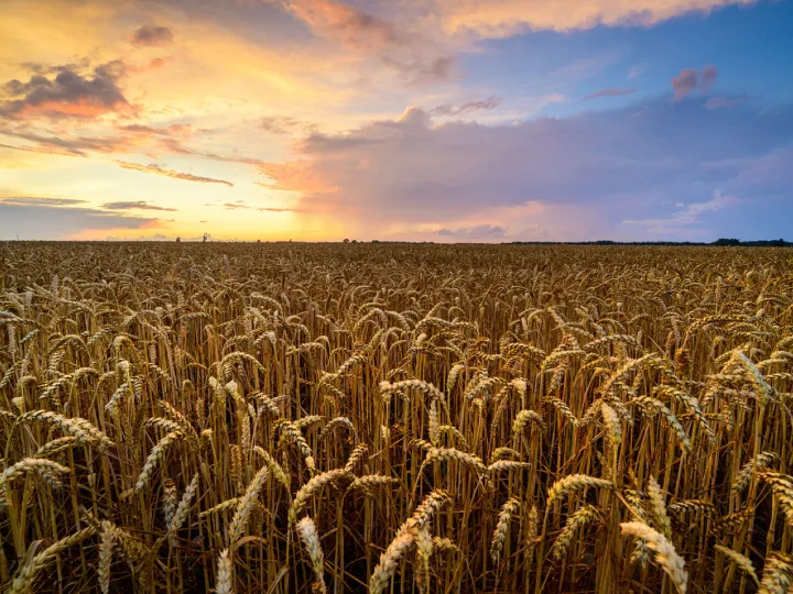 Agriculture Sector