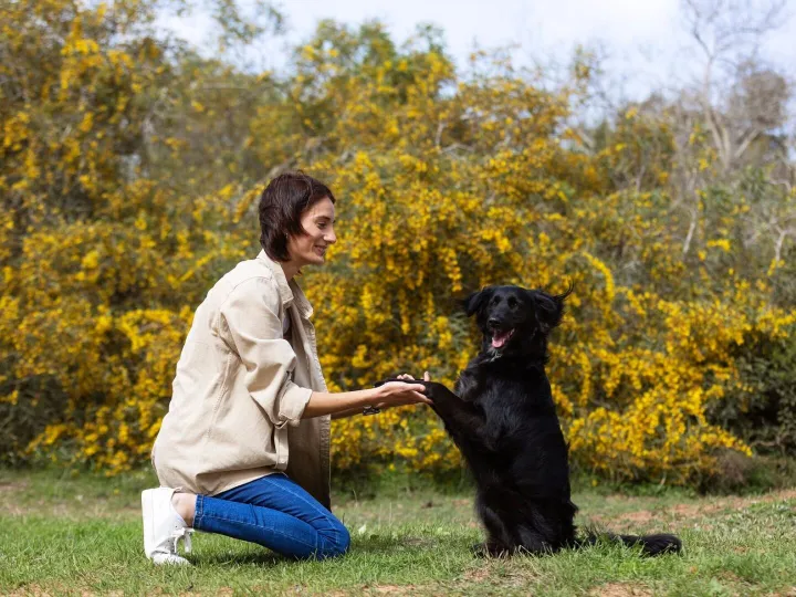 Dog trainer interacting with their pet