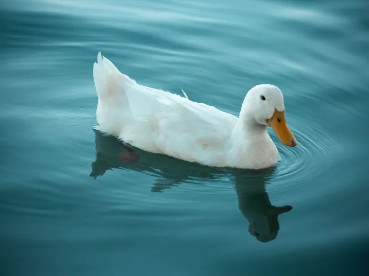A serene white duck swims gracefully in tranquil
