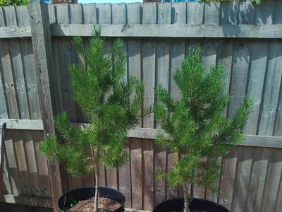 Items free to a good home! &ndash; Pines in tubs n/r