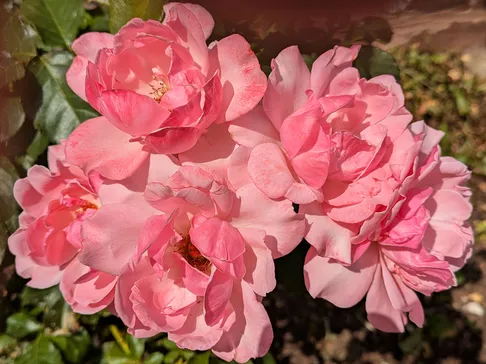 # Pink Roses Pxl_20260719_134616063