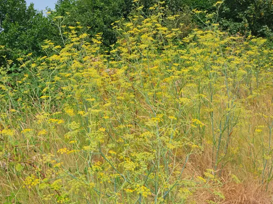 RR Wild Fennel F9617