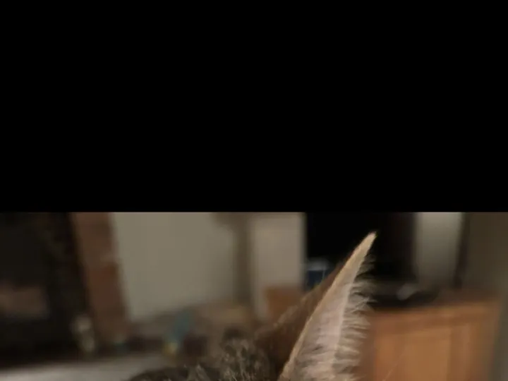 Lost &ndash; Lost torby cat