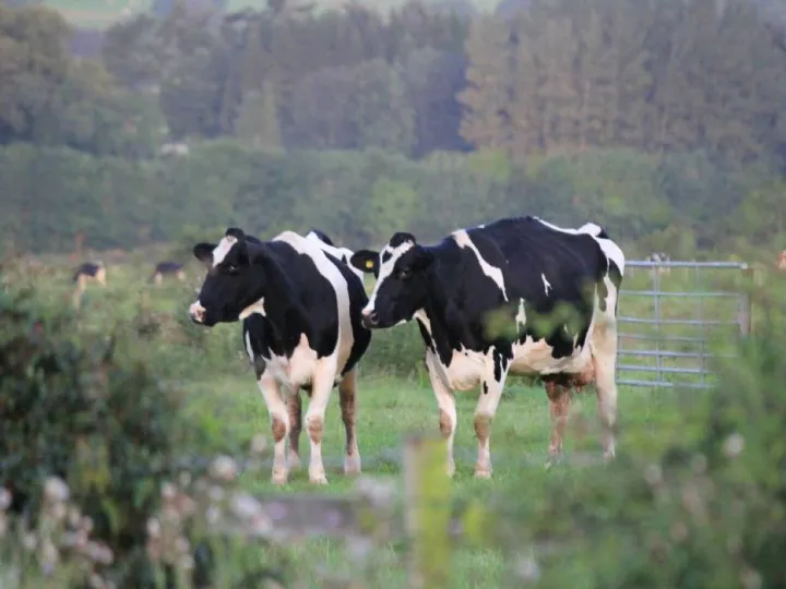 Sponsors Feature &ndash; Livestock Information