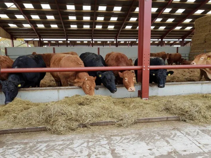 Mike Powley's Suckler Herd at Oak House Farm