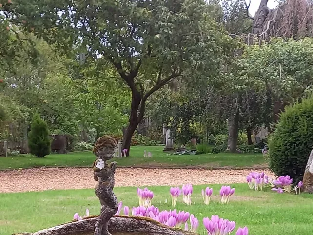 Colchicums