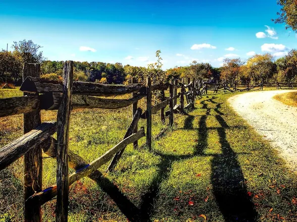 A country lane beside a wooden fence, curving away towards trees
