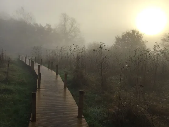 The wooden boardwalk curving through the meadow in morning mist