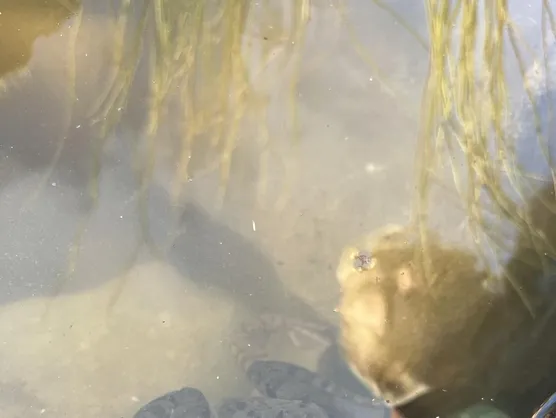 A frog resting among pebbles and tadpoles in the pond