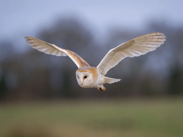 Hunting Barn Owl