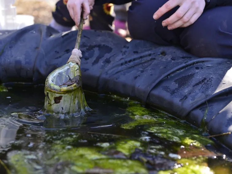 A pond dipping net lifting from green water at the pond edge