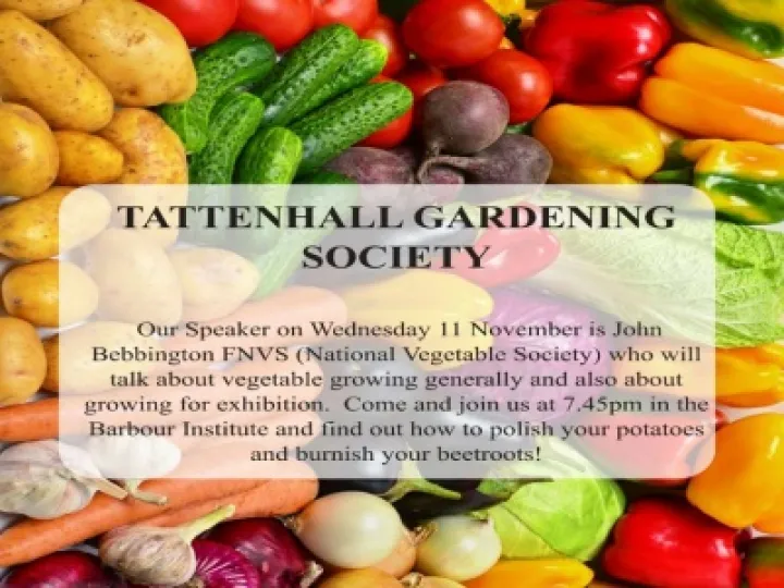 tgs 11 nov