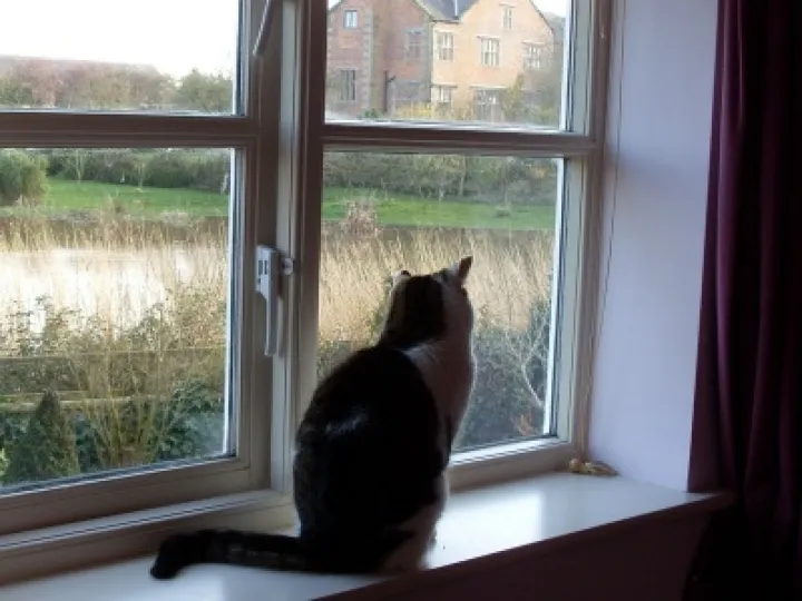 Fliss Cat 001 (3)