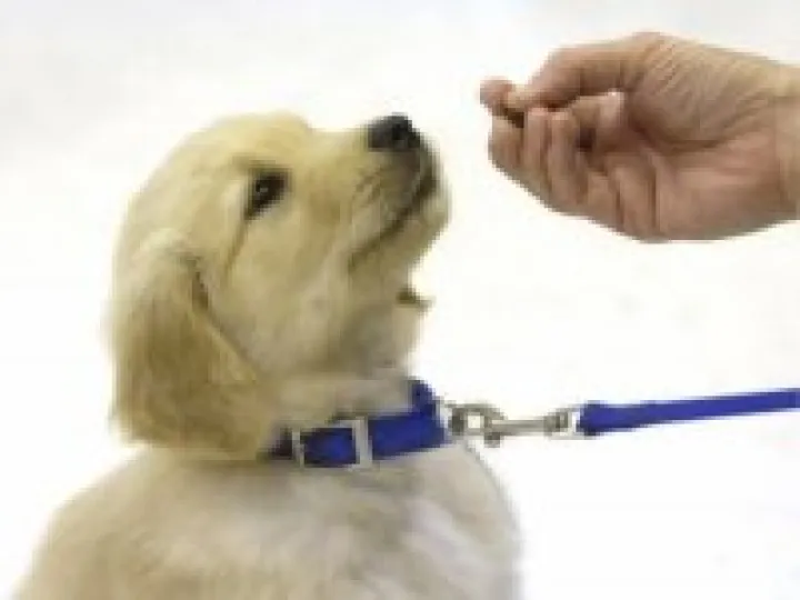 Dog Training 02