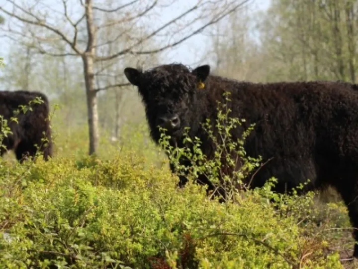 cows at bickerton
