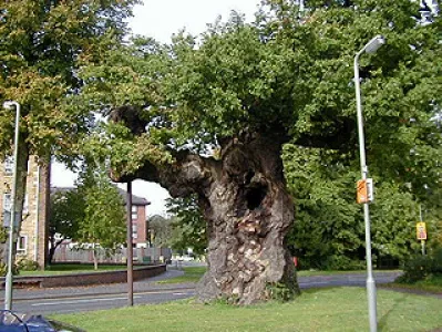 Old tree