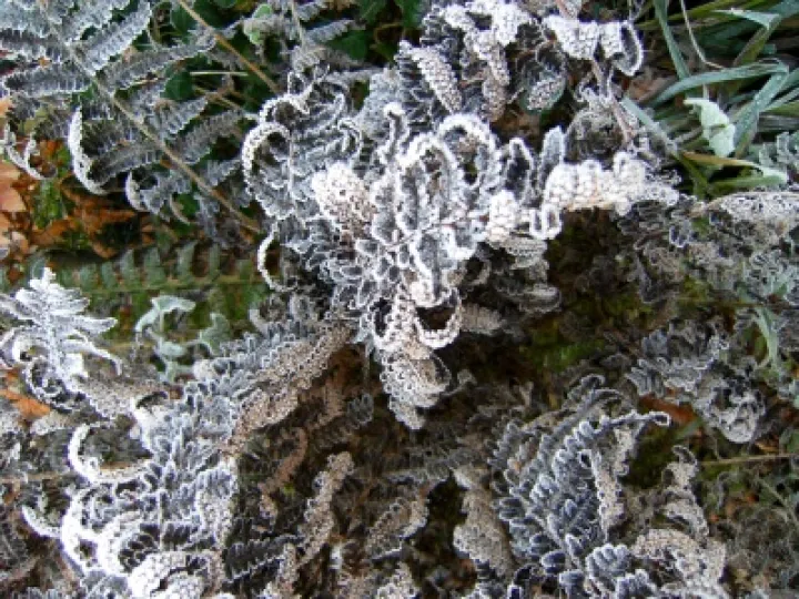 DJW Frost 012