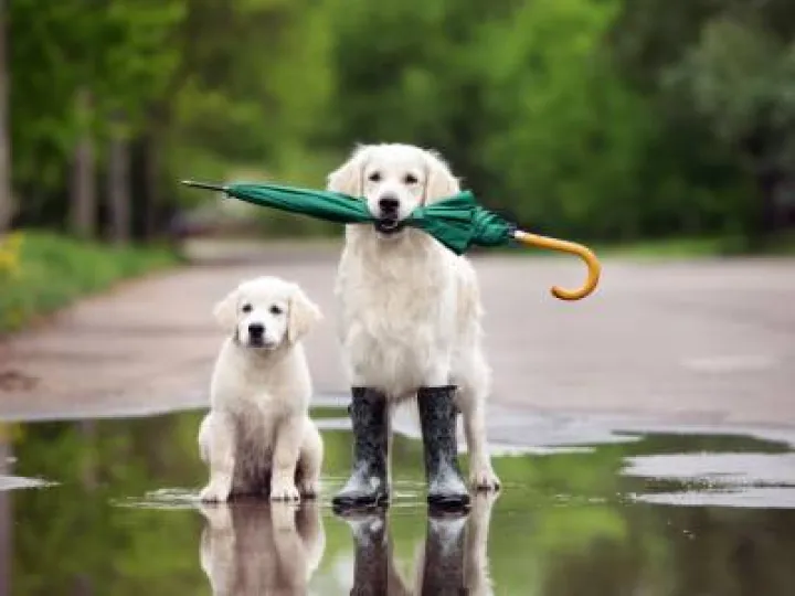dog walk
