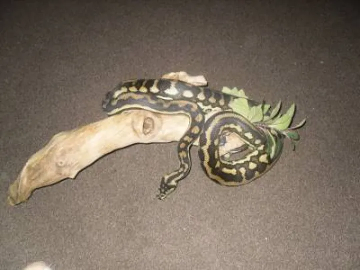 Lizards