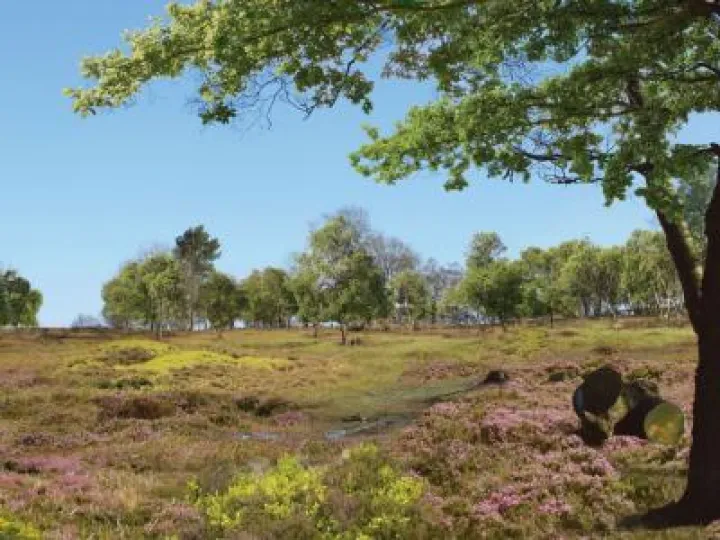 Bickerton Hill – after restoration