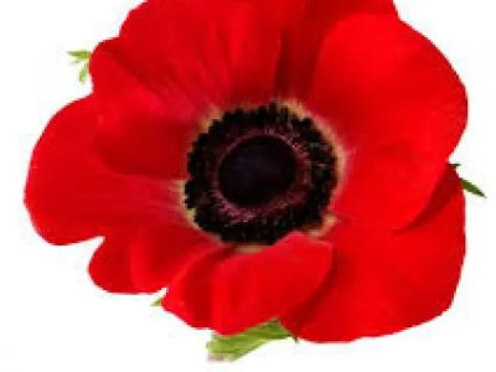 poppy