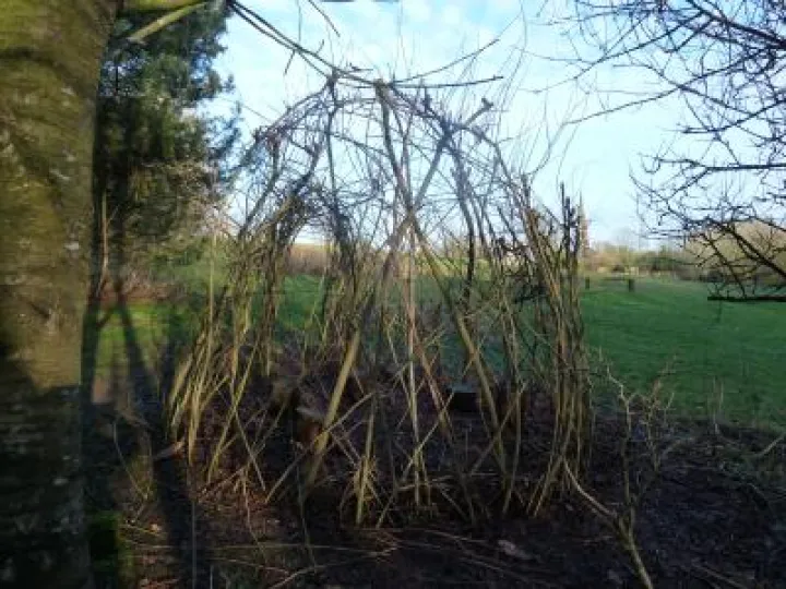 WillowFeb2018_3