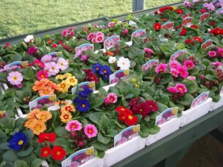 PlantSalePlants2018