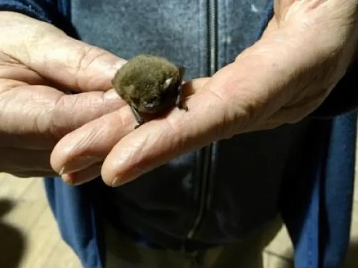 Bat