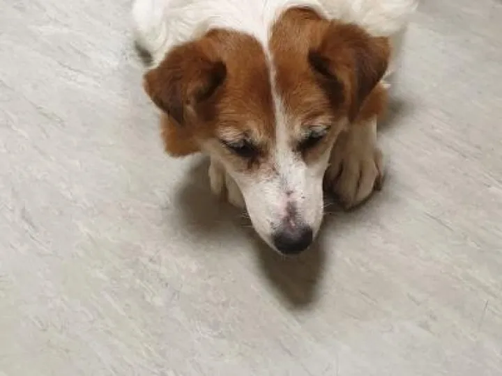 Found_dog