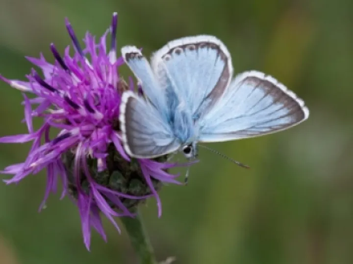 butterfly