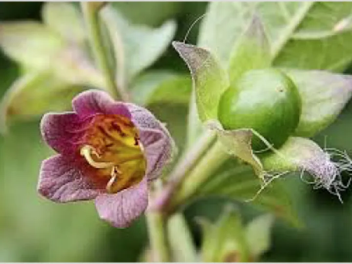 Flower out walking