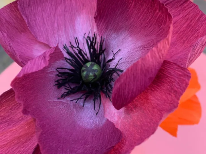 Ditzy Rose 1