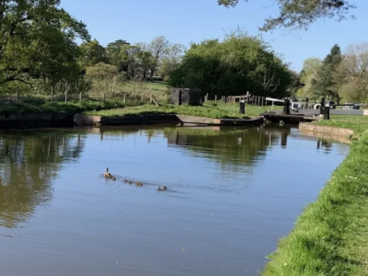 ducklings