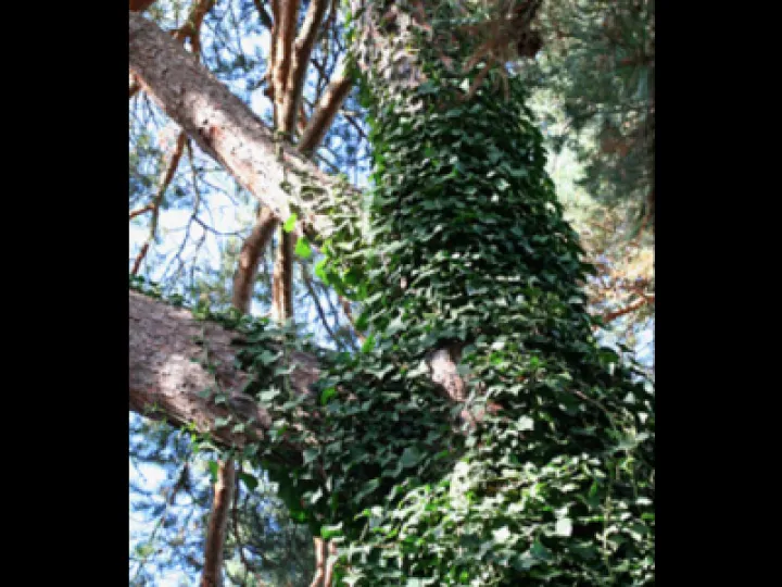 Ivy on Trees