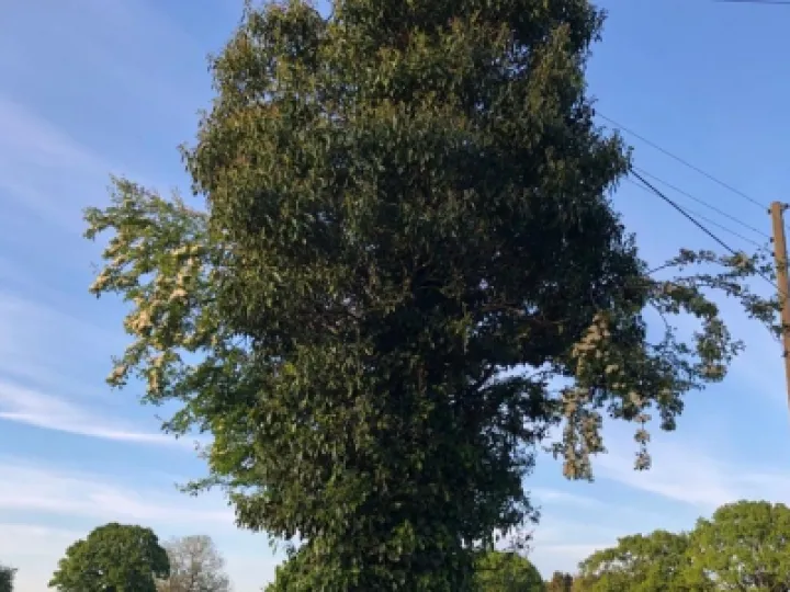 Ivy on Trees