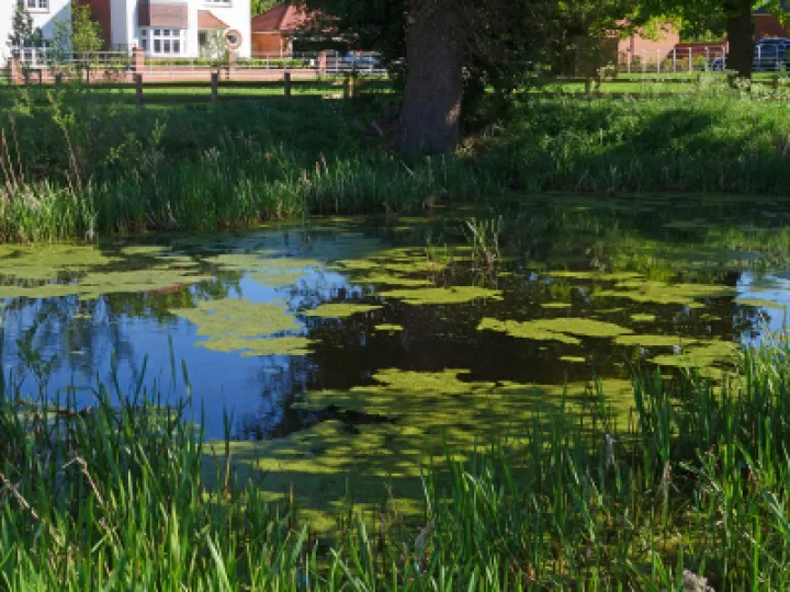 Still Waters