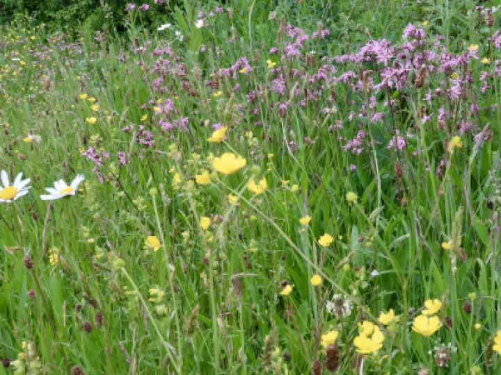 Flowers 6