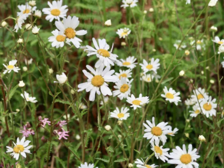 Flowers 7